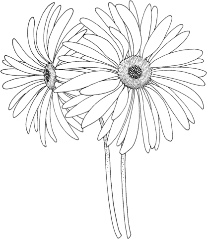 Black Eyed Susan Coloring Page